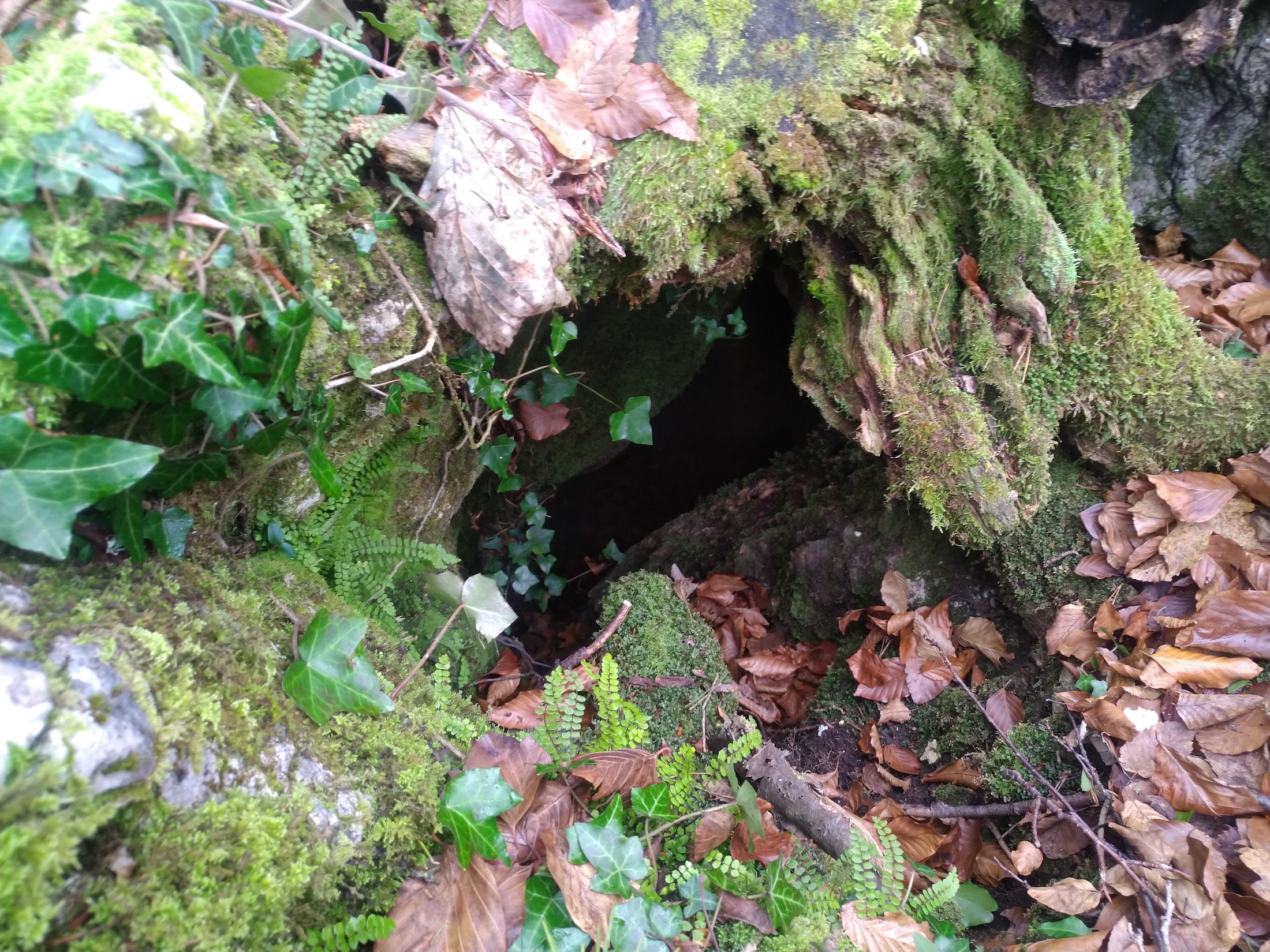 Avenul Infundat - Image 2